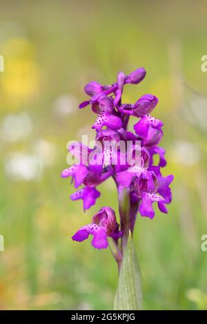 Green-winged orchid (Orchis morio), inflorescence, in a meadow, Hesse, Germany, Europe Stock Photo