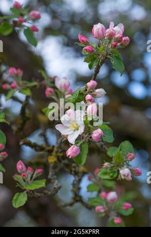 Young apple (Malus) blossoms on tree, Bavaria, Germany, Europe Stock Photo