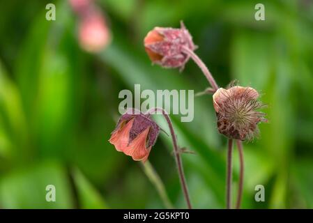 Flowers of a Bachnelkenwurz (Geum rivale), Bavaria, Germany, Europe