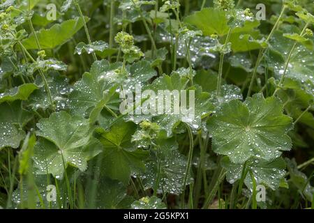 Water drops on the leaves of lady's mantle (Alchemilla), Bavaria, Germany, Europe Stock Photo