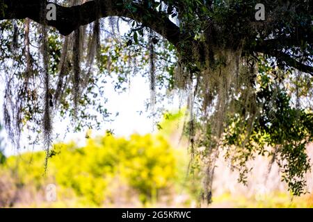 Southern live oak tree branch and hanging Spanish moss in wind in Paynes Prairie Preserve State Park in Florida and sunlight in background Stock Photo
