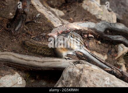 Least chipmunk (Neotamias minimus) sitting on roots and eating, Banff National Park, Alberta, Canada, North America Stock Photo