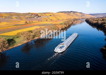 Aerial view, freighter on the Moselle, vineyards in autumn, Mosel, Kesten, Bernkastel-Wittlich, Rhineland-Palatinate, Germany, Europe Stock Photo