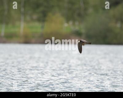 Eurasian Hobby hawking for Stoneflies Stock Photo