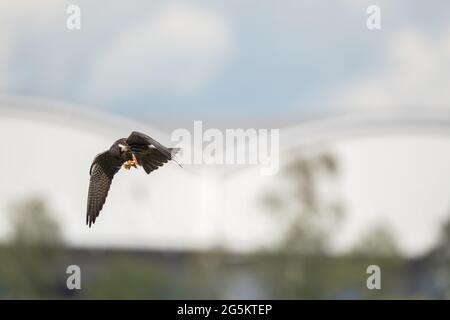 Eurasian Hobby hawking for Stoneflies Stock Photo