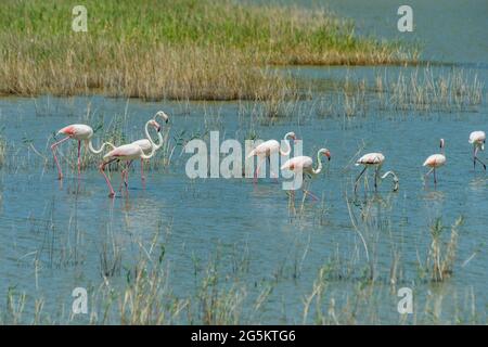 Flamingos (Phoenicopteriformes) in shallow water, Psili Ammos, Samos, Greece, Europe Stock Photo