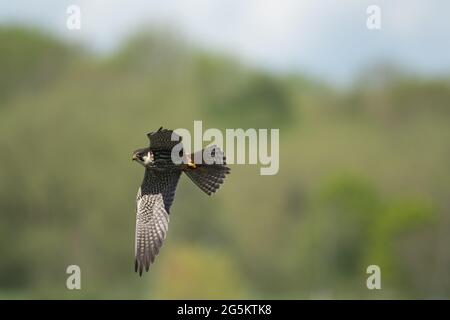 Eurasian Hobby hawking for Stoneflies Stock Photo