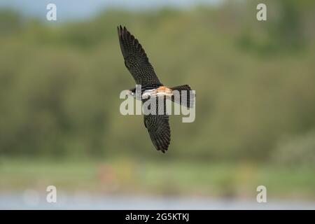 Eurasian Hobby hawking for Stoneflies Stock Photo