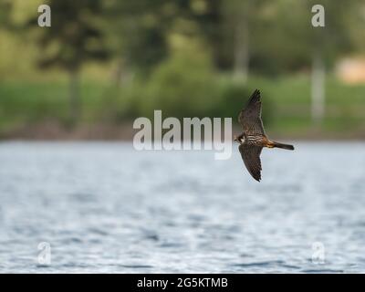 Eurasian Hobby hawking for Stoneflies Stock Photo