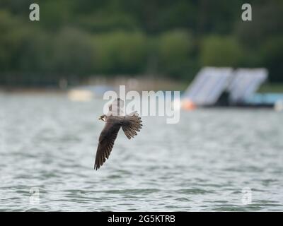 Eurasian Hobby hawking for Stoneflies Stock Photo