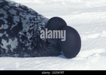 Hooded Seal (cystophora cristata), Male on Ice Floe, The hood and membrane are used for aggression display when threatened and as a warning during Stock Photo