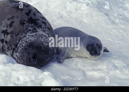 Hooded Seal (cystophora cristata), Mother and Pup laying on Ice floe, Magdalena Island in Canada Stock Photo