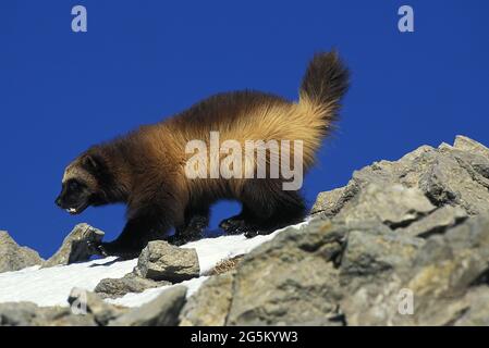 North American Wolverine (gulo gulo) luscus, Adult standing on Snow, Canada Stock Photo