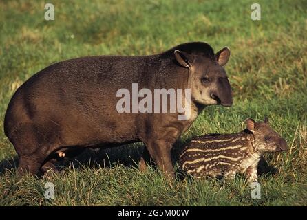 Lowland Tapir (tapirus terrestris), Female with young Stock Photo