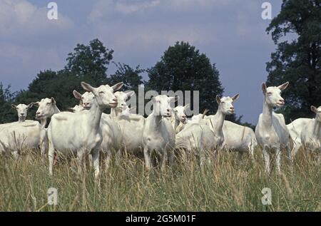 Saanen domestic goat, herd Stock Photo