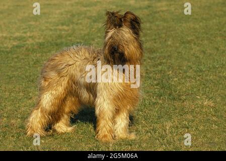 Briard dog (old standard breed with cropped ears) Stock Photo