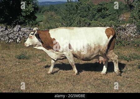 Montbeliarde domestic cattle, a French breed Stock Photo