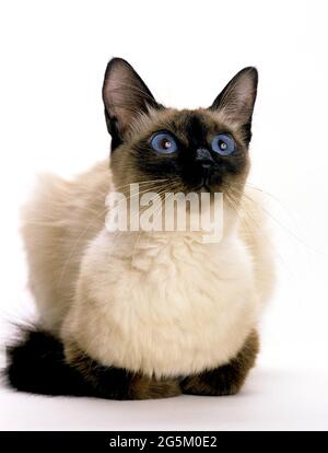 Balinese domestic cat, adult standing against white background Stock Photo