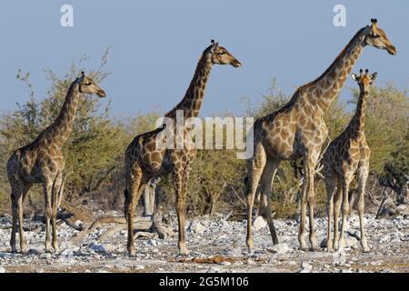 Namibian giraffes (Giraffa camelopardalis angolensis), herd with young male next to the waterhole in the evening sun, Etosha National Park, Namibia, A