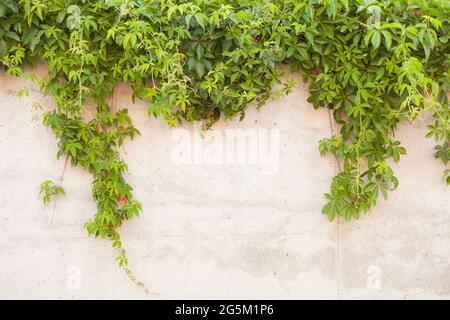 concrete wall with green grape. Background of textured old concrete wall with climbing plant Virginia creeper -virgin grape, lat. Parthenocissus quinq Stock Photo