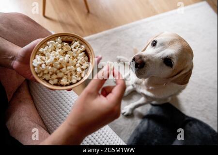 The dog begs for food. Labrador is a glutton. An elderly dog. Stock Photo