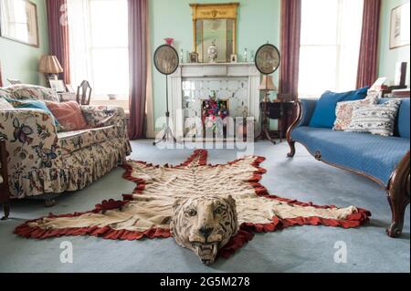 Interior, tiger skin with tiger head as carpet, Skaill House, near Skara Brae, Mainland, Orkney Islands, Scotland, Great Britain Stock Photo