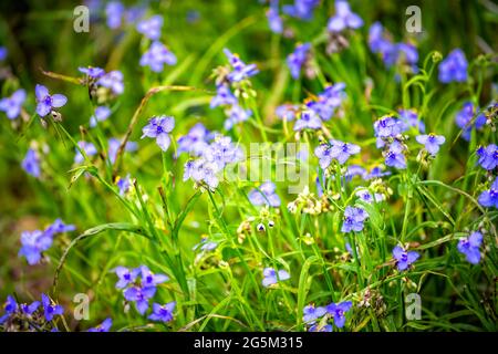Tradescantia occidentalis Spiderwort purple blue wildflowers with three petals flower in Paynes Prairie Preserve State Park in Gainesville, Florida Stock Photo