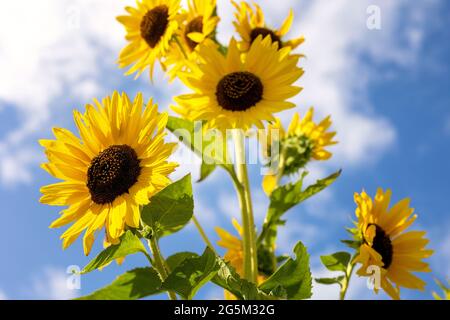 Sunflower Farm in Georgetown, Texas Stock Photo