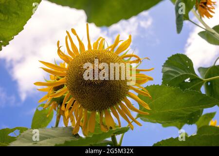 Sunflower Farm in Georgetown, Texas Stock Photo