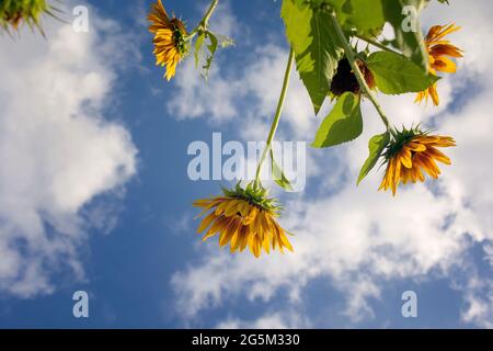 Sunflower Farm in Georgetown, Texas Stock Photo