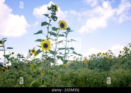 Sunflower Farm in Georgetown, Texas Stock Photo