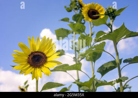 Sunflower Farm in Georgetown, Texas Stock Photo