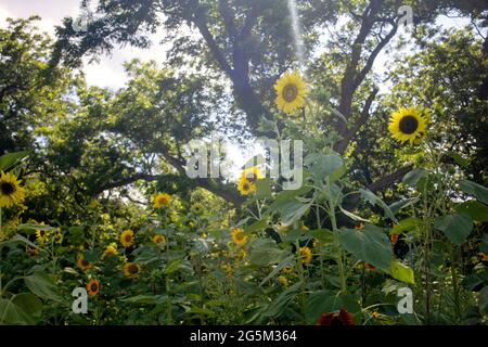 Sunflower Farm in Georgetown, Texas Stock Photo