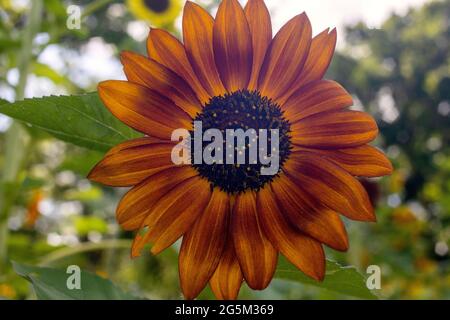 Sunflower Farm in Georgetown, Texas Stock Photo