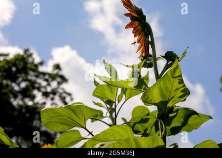 Sunflower Farm in Georgetown, Texas Stock Photo