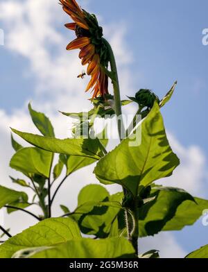 Sunflower Farm in Georgetown, Texas Stock Photo