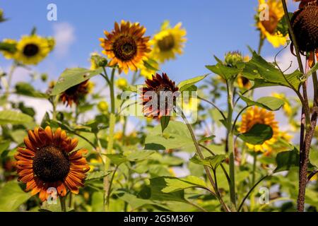 Sunflower Farm in Georgetown, Texas Stock Photo