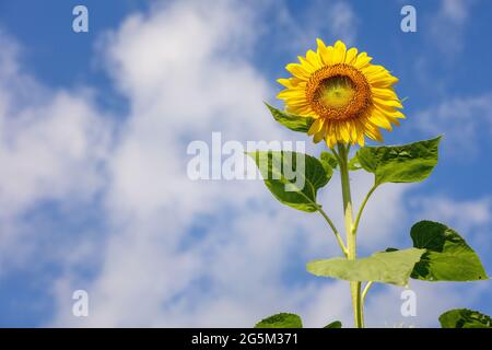 Sunflower Farm in Georgetown, Texas Stock Photo