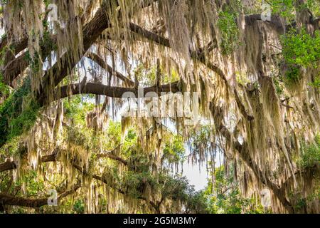 Southern Plantation Road with Tree Canopy with Spanish Moss Hanging ...