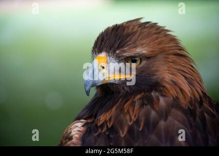 Golden Eagle Portrait with blurred background Stock Photo