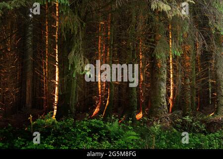 Low sun at sunset in mid June lights up the pinewood near Holsworthy, Devon as if it were on fire. Stock Photo