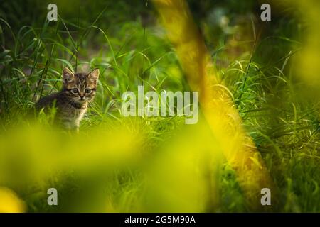 Brown stray kitten in the grass hiding and surviving concept Stock Photo