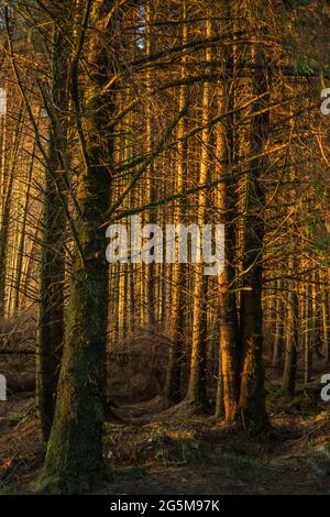 Low sun at sunset in mid June lights up the pinewood near Holsworthy, Devon as if it were on fire. Stock Photo