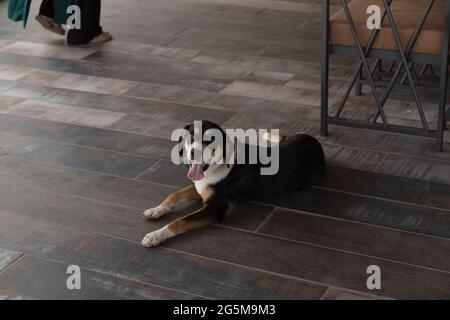 Full body portrait of a tricolor Entlebucher Mountain Dog, lying on tricolor interior ground, looking at lens, as somebody walks away Stock Photo