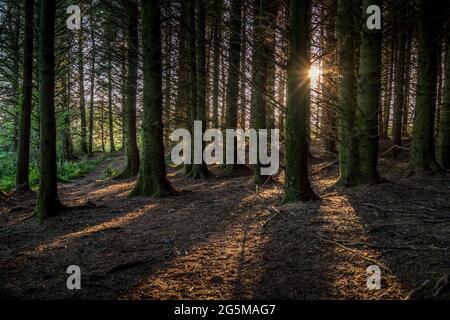 Low sun, sunset, in pine wood, forest. Devon, UK. Stock Photo