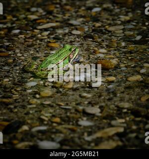 Green frog in shallow water on stones Stock Photo