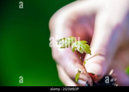 Closeup of hand holding green red small tiny maple tree sprout with woman throwing away weed showing detail and texture in spring Stock Photo