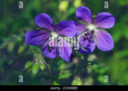 Blue Geraniums flowers under the summer sunlight. Forest geranium Geranium sylvaticum flowers illuminated by the suns on a dark background. Stock Photo