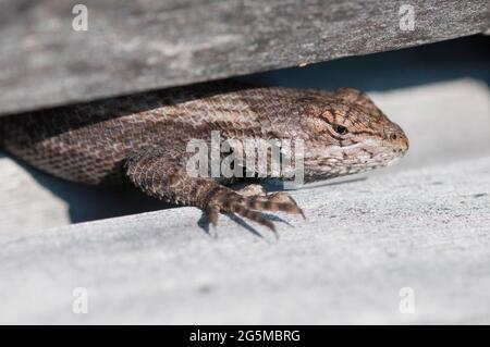 Eastern Fence lizard in a fence Stock Photo