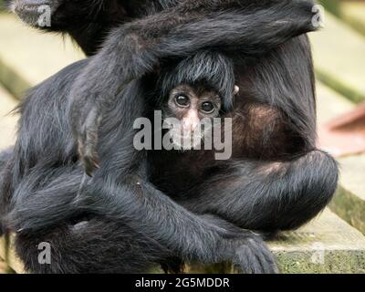 Colombian Black Spider Monkey with baby Stock Photo
